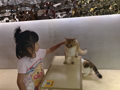 -more than meow吴止猫主题餐厅(承德 中船汇店)