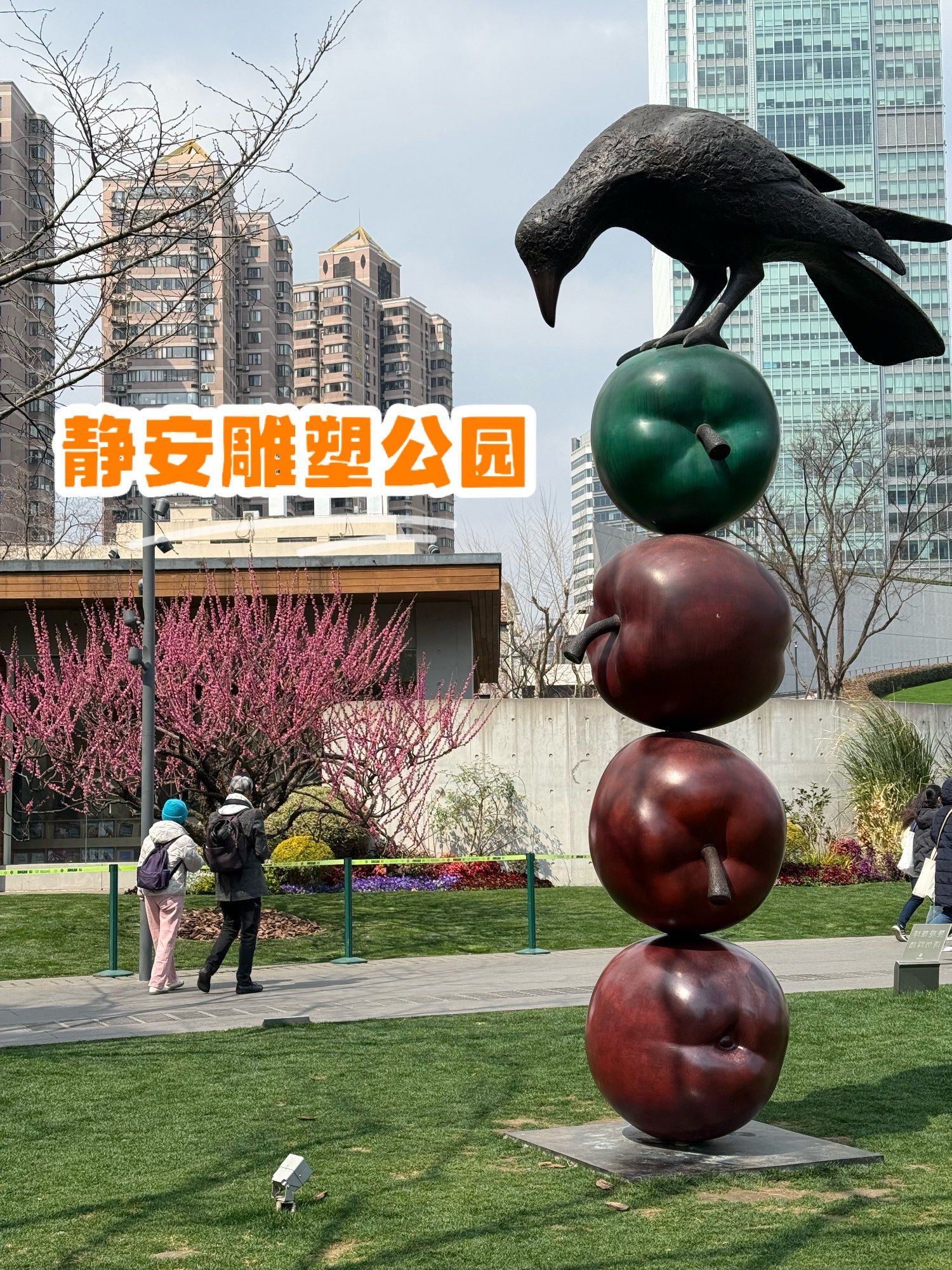 去静安雕塑公园看梅花
结果意外看到樱花盛开

💕梅花:
和