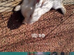 -沈阳鸟岛