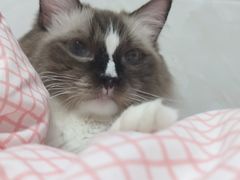 -comecome来吧宠物(奥克斯中心店)