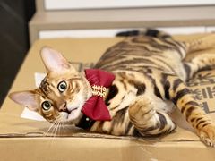-喵zoo家庭繁育猫舍(尖东智能花园店)