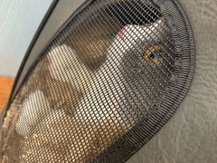 -纳吉亚猫专科动物诊疗中心(蒋宅口分院)
