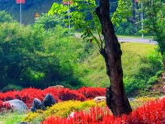 -黄埔油麻山森林公园