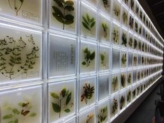 -广东中医药博物馆