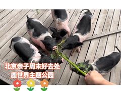 -北京鹿世界主题园