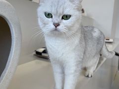 -怪兽屋·羊驼·猫咖·狗咖(俊华广场店)