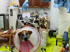 -美联众合动物医院·24h转诊中心