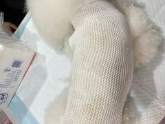 -A猫a狗全科·犬猫异宠·芥西宠物医院(南开总院)