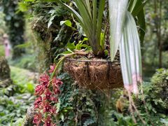 -深圳仙湖植物园