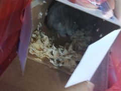 -万商花鸟市场