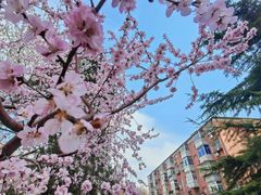 -桃花堤公园