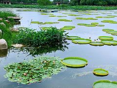 -荷塘月色湿地公园·向阳花洲