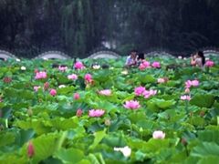 -三圣花乡旅游区