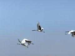 -盐城丹顶鹤湿地生态旅游区