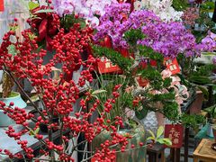 -溪岸路花鸟市场