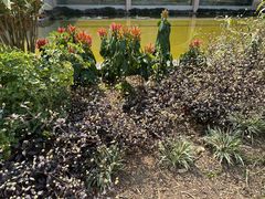 -中国科学院西双版纳热带植物园