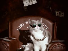-超宠爱宠物摄影-Super pet