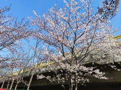 -高东镇樱花园