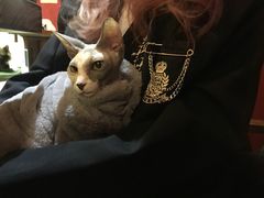 -猫色咖啡·猫咖