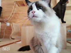 -喵屿·大理花园猫咖