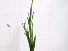 -荷兰布尔玛国际花艺学院