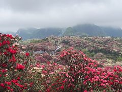 -贵州百里杜鹃风景名胜区