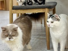 -喵园·猫主题咖啡厅·撸猫·猫咖(国贸店)