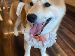 -豆柴町-柴犬主题狗咖(红鼎国际C座店)
