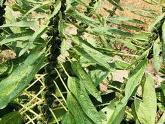 -马陆小张葡萄园农家乐