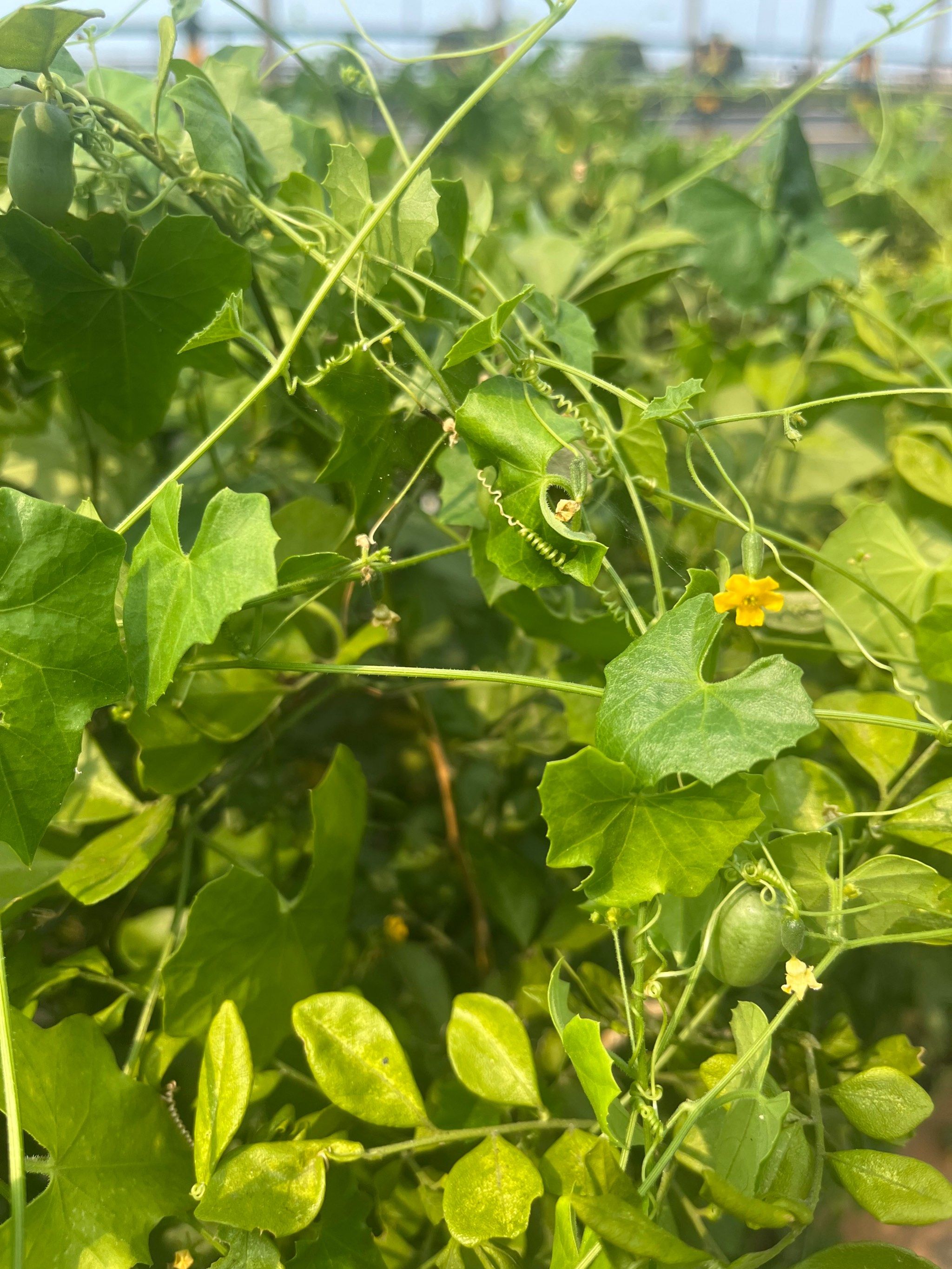 路边的野生黄瓜