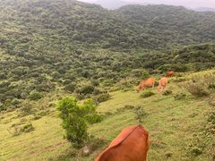 -大姆山草场