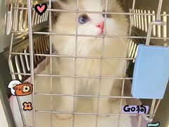 -lincat·猫舍(广州店)