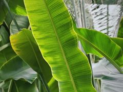 -北京植物园-展览温室