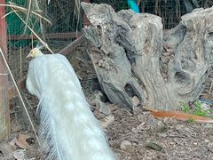 -西双版纳总佛寺