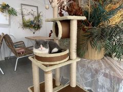 -共舞时光猫咖·狗咖(新街口店)