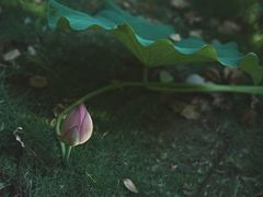 -陈家山荷花公园
