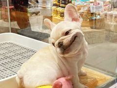 -狗道宠物(常熟印象城店)