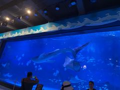 -烟台海昌鲸鲨海洋公园