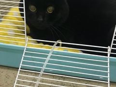 -伟伟宠物医院·CT影像中心·瑞派犬猫综合性门诊(汉口总院)