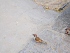-黄帝陵