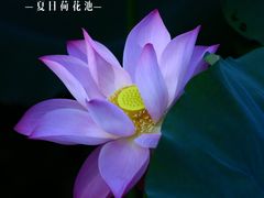 -嘉北郊野公园