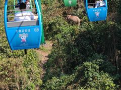 -野象谷景区
