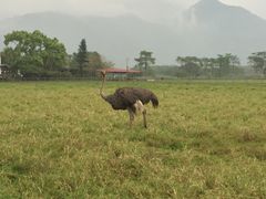 -瑞穗牧场