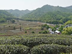 -龙坞茶村
