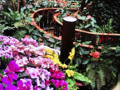 -正佳雨林生态植物园