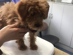 -伟伟宠物医院·CT影像中心·瑞派犬猫综合性门诊(汉口总院)
