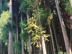 -武陵山森林公园