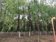 -蒲河岛湿地公园