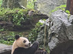 -都江堰中华大熊猫苑