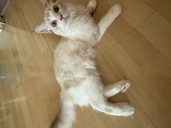 -中农国际动物医院24小时·猫科·骨科·急重症中心